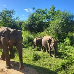 Die Elefantenfamilie kam uns zum Anfassen nah, nur das Junge hielt sich fern. Kluges Kerlchen!