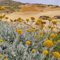 Les immortelles en fleurs.