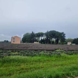 Lavendel ist leider noch nicht am Start