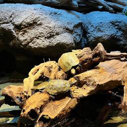 Reeve's turtles 🐢