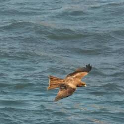 Birds attacted by the mud being churned up as the ship moored