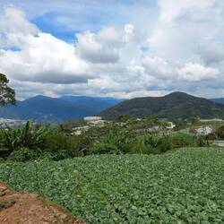 Welcome to Cameron Highlands - Home to mountains, greenhouses, and plantations