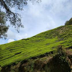 More Tea Plantations