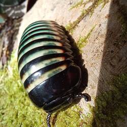 Big little fellow we found on our way to the Mossy Forest