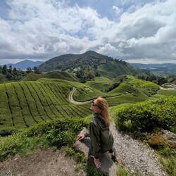 Tea Plantations