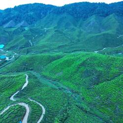 Bharat Tea Plantations