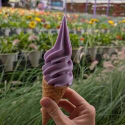Lavender ice cream