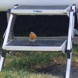 Das Rotkehlchen verabschiedet sich...