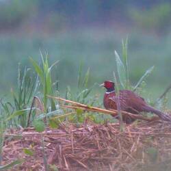 Auch der Jagdfasan wurde verregnet
