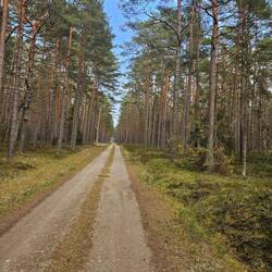 Weiter geht's durch Wald auf Schotter.