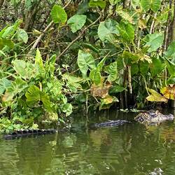 Un caïman à côté de nous