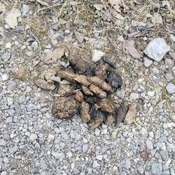Bärenhaufen! Beruhigend alt!