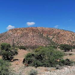 Arganbäume mit Ziegen: genau schauen!