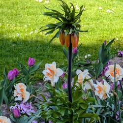 I didn't know carrots grow like that