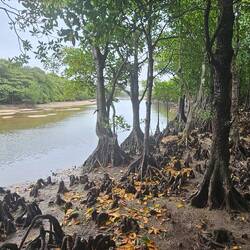 Mangrove path. Tide is out.