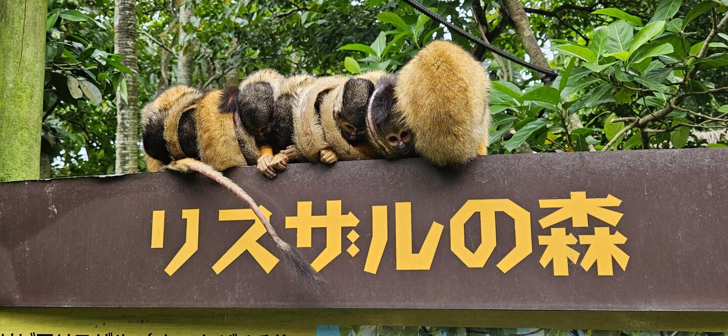 Other than food, the monkeys' main priority was huddling for warmth.