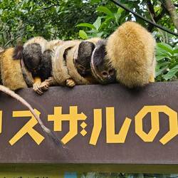 Other than food, the monkeys' main priority was huddling for warmth.