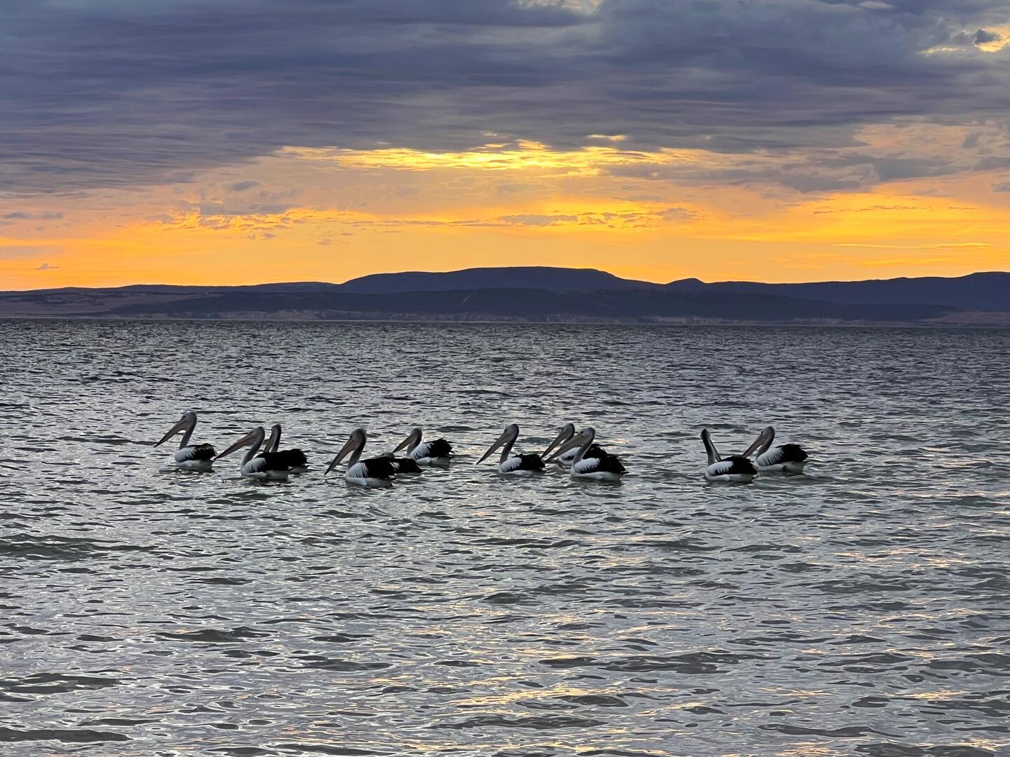 Pelicans out at sunrise