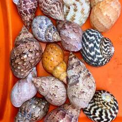 Shells collected from Coffin Bay