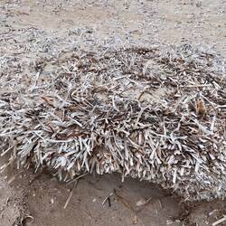 Seaweed that looks like shredded paper is all over the south coast