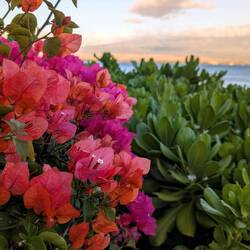 Der letzte Abend auf Maui bricht an.