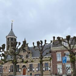 Linden and poplar trees are severely pruned like this everywhere in the Lowlands
