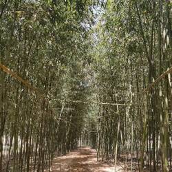 Bamboo Forest at Oreung Royal Tombs