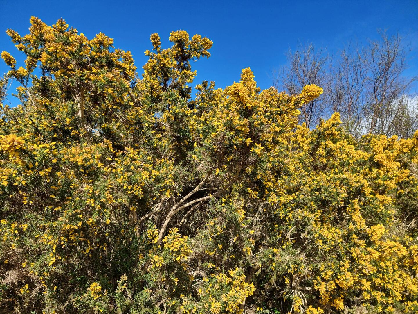 Stechginster gibt es hier überall