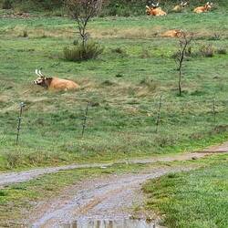Those are some long horns!