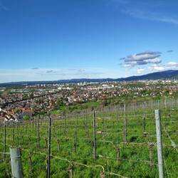 Blick über Freiburg