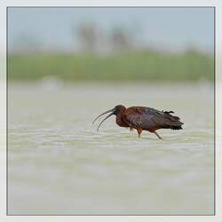 Der Wurm hat keine Chance gegen den braunen Sichler