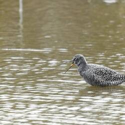 Da nimmt sich der Dunkelwasserläufer aber den Schnabel gar voll
