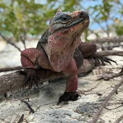 wo gibt's nochmal diese leckeren Karottenscheiben?