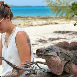 ein Felsleguan schleicht sich an.