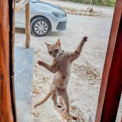 Lauert auf mein Essen, kannst lang warten