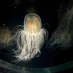 I følge Oliver er det her en af verdens farligste vandmænd 😐