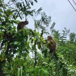Die kleinen Affen waren nicht ganz so zutraulich wie der Hund, aber genauso fotogen