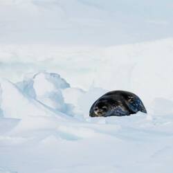 Weddell seal on an ice floe near the ship — Queen Maud Land, Antarctica.