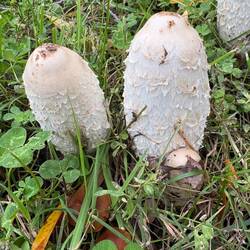 More magical mushrooms - magical not magic 😆