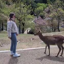 Nara's sich verbeugende Rehe 🦌🌸