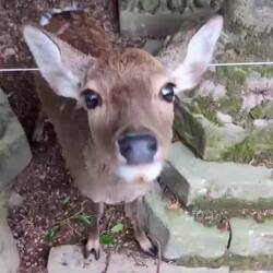 Jetzt gib den Keks schon her... 🥹