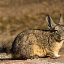 Viscacha...lustiges Tier, heute gesehen