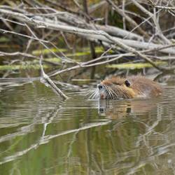 Ahh...ein Nutria ganz nah