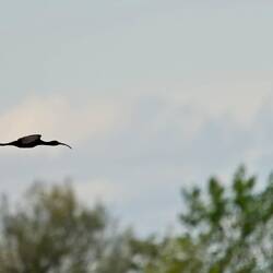 Möglicherweise dieser Sichler