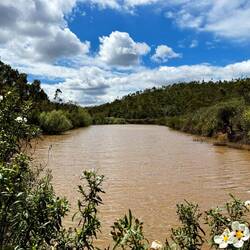 In diesem kleinen See leben viele Wasserschildkröten.