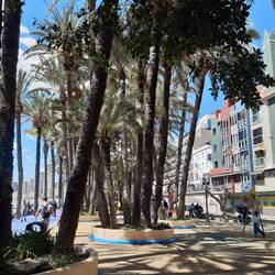 Parc d'Elx