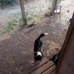 Besuch von den Nachbarn