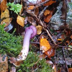 Den Pilz würde ich nicht essen