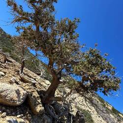 Ich liebe diese Zedern 🫶❤️