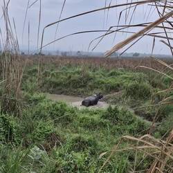 Bis sie uns gewittert haben und geflüchtet sind